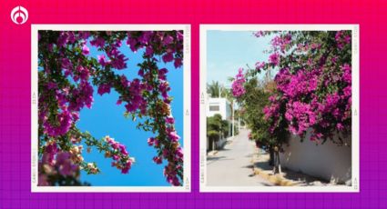 La planta que llenará tu casa de sombra, hermosas flores rosa mexicano y es facilísima de cuidar