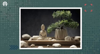 Árbol Bonsai: estas son las mejores opciones para tener en casa si eres principiante