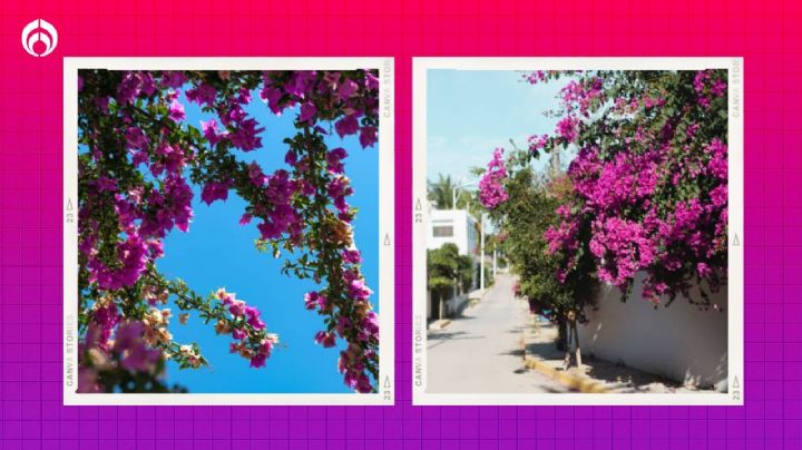 La planta que llenará tu casa de sombra, hermosas flores rosa mexicano y es facilísima de cuidar