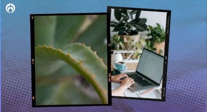 Planta de sábila: este es el lugar y el abono ideal para que crezca radiante