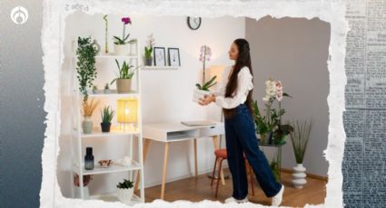 Este es el mejor lugar de tu casa para poner plantas con flores