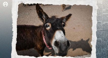 ¿Cuánto vale un burro? Este es su costo y los cuidados que debe tener