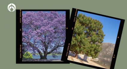 El árbol floral que puedes tener en tu casa, da mucha sombra y crece muy rápido