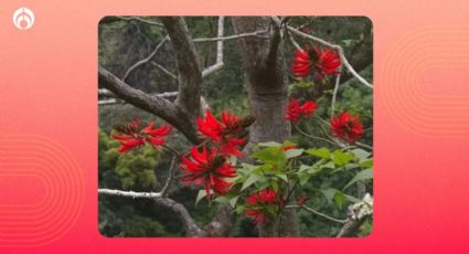 Truco para cuidar y mantener un árbol Colorín, da sombra y no hace basura