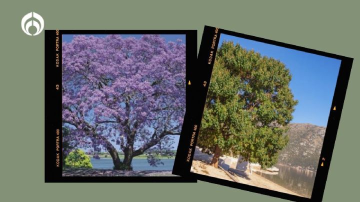 El árbol floral que puedes tener en tu casa, da mucha sombra y crece muy rápido