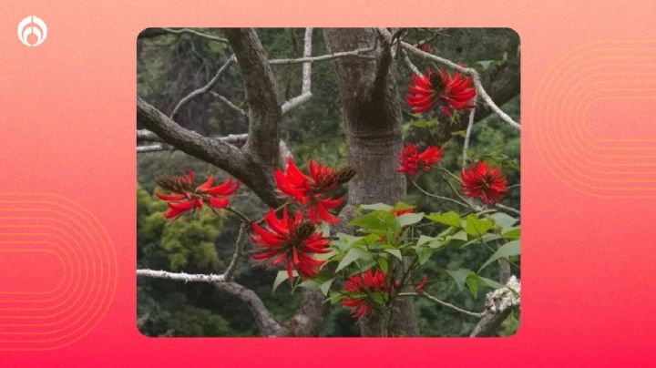 Truco para cuidar y mantener un árbol Colorín, da sombra y no hace basura