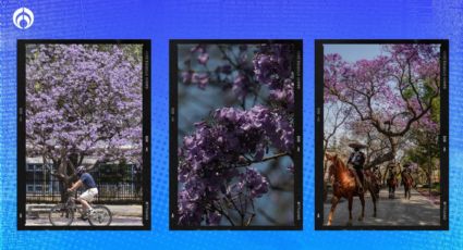 ¿Cómo plantar un árbol de jacaranda y cuáles son los cuidados que requiere?