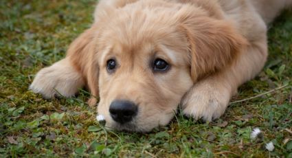 Perritos: trucazo para desinfectar los lugares en los que se hacen pipí tus cachorros