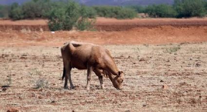 Sector ganadero sufre por la falta de lluvias al sur Tamaulipas