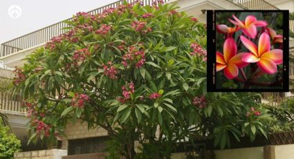 El árbol nativo mexicano que crece hasta 10m, da flores hermosas y mucha sombra