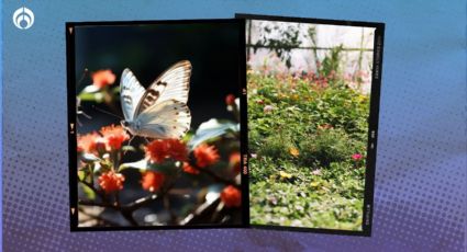 5 técnicas que no fallan para atraer a las mariposas a tu jardín