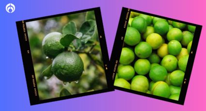 El árbol de limones que puedes plantar en el patio de tu casa y es facilísimo de cuidar