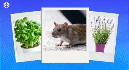 6 plantas que ahuyentan a las ratas y ratones de tu casa