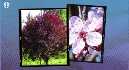 El árbol de hasta 6 metros de alto, muy ramificado y que florece color rosa en invierno