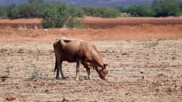 Sector ganadero sufre por la falta de lluvias al sur Tamaulipas