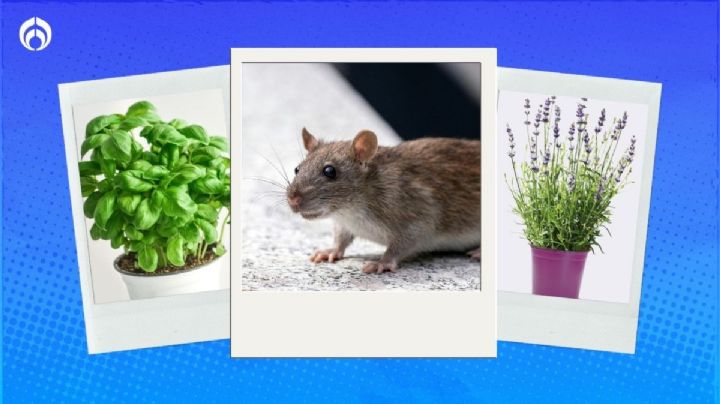 6 plantas que ahuyentan a las ratas y ratones de tu casa