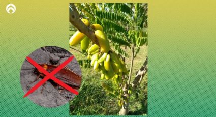 El árbol frutal de tronco corto, abundantes ramas para cubrir el sol, que ahuyenta cucarachas