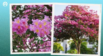 El árbol mexicano de hermosas flores, crece hasta 12m, reduce la contaminación y da sombra