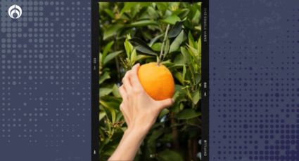 Árbol de naranja: así puedes sembrarlo en maceta para que te dé muchos frutos