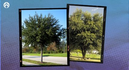 ¿Qué árbol se puede poner en la banqueta que no la levante y sí de mucha sombra?