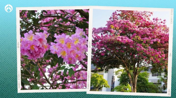 El árbol mexicano de hermosas flores, crece hasta 12m, reduce la contaminación y da sombra