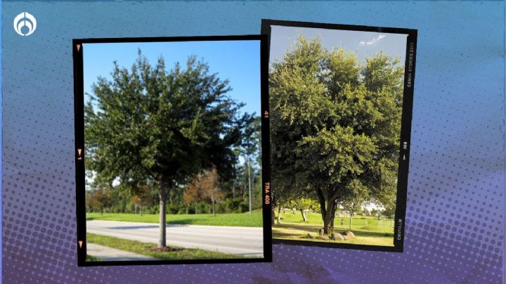 ¿Qué árbol se puede poner en la banqueta que no la levante y sí de mucha sombra?