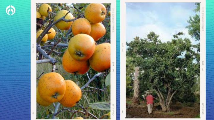 El árbol nativo mexicano de 10m que te dará sombra, privacidad y deliciosos frutos