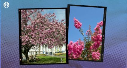 El árbol que no levanta banquetas, tiene flor en racimo y resiste 'calorones' y frío