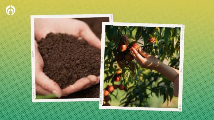 Fertilizante natural para que tu árbol de durazno se llene de frutos enormes y deliciosos