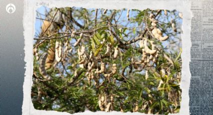 Árbol de tamarindo: así puedes plantarlo para que crezca fuerte y repleto de frutos