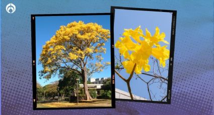 Este es el árbol que da más sombra, necesita muy pocos cuidados y no daña banquetas