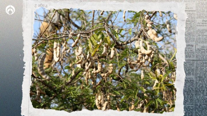 Árbol de tamarindo: así puedes plantarlo para que crezca fuerte y repleto de frutos