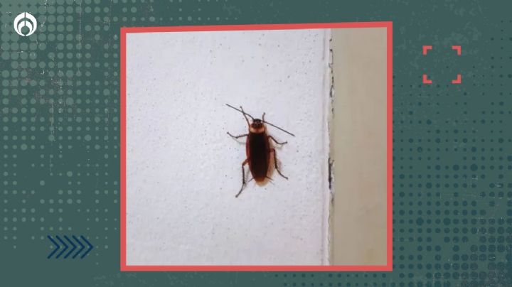 Cucarachas: ¿Por qué trepan paredes tan rápido? Esto dice la ciencia