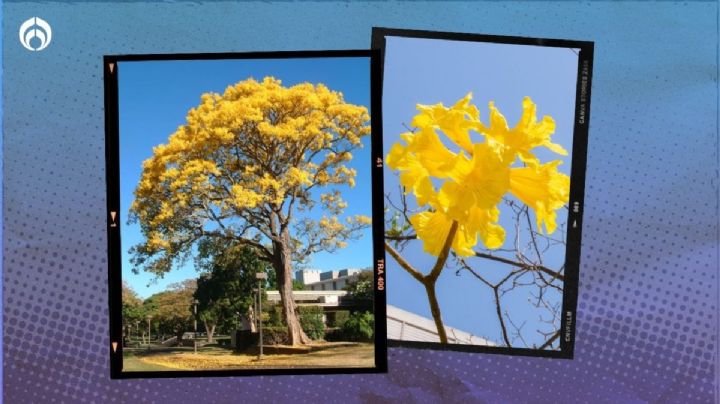 Este es el árbol que da más sombra, necesita muy pocos cuidados y no daña banquetas