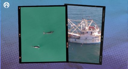 Consecuencias de la extinción de la vaquita marina: Te contamos lo que implicaría para México