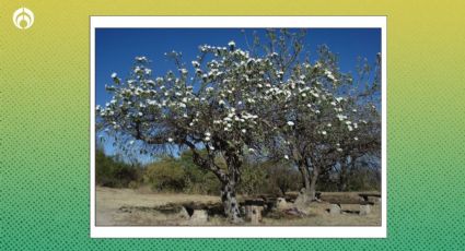 El árbol nativo mexicano que resiste el ambiente seco, no crece más de 4m, da preciosas flores y mucha sombra