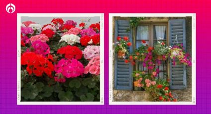 Truco de jardineros para que tu malvón o geranio se llene de coloridas flores todo el año