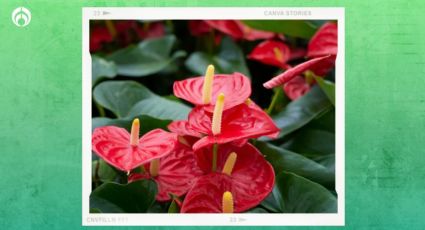 El secreto para que tus anturios se llenen de rojas flores todo el año; ¡sin gastar mucho dinero!