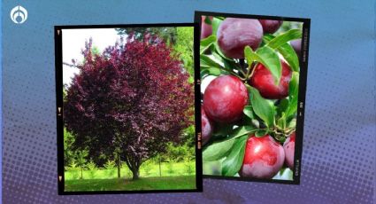 Este es el árbol frutal más fácil de cultivar, crece hasta 6 metros y es muy resistente