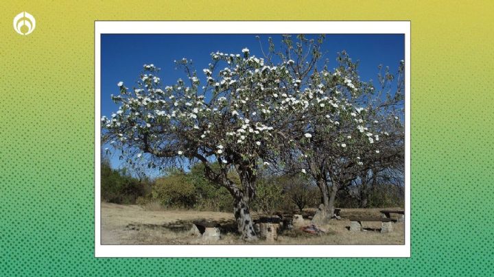 El árbol nativo mexicano que resiste el ambiente seco, no crece más de 4m, da preciosas flores y mucha sombra