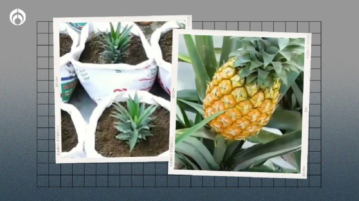 Planta de piña: cómo sembrarla en casa PASO a PASO para que te dé unos frutos deliciosos