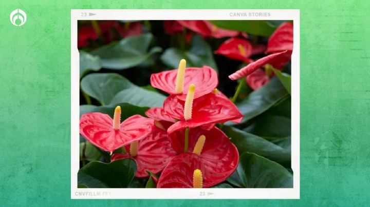 El secreto para que tus anturios se llenen de rojas flores todo el año; ¡sin gastar mucho dinero!