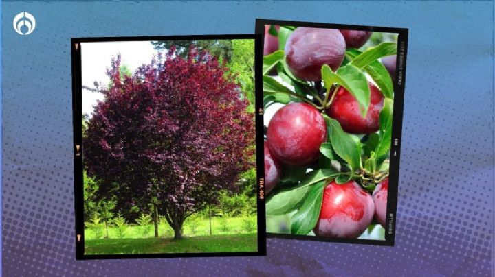 Este es el árbol frutal más fácil de cultivar, crece hasta 6 metros y es muy resistente