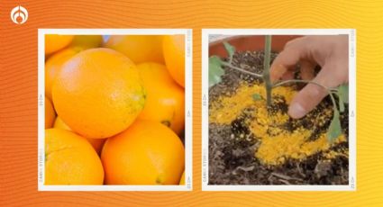 Trucazo con naranjas para hacer un abono que ayudará a tus plantas a florecer hermosas