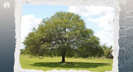 El árbol resistente a sequías, con altura de 18 metros, sin raíces invasoras ideal para sombra