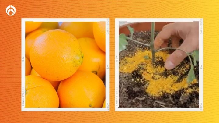 Trucazo con naranjas para hacer un abono que ayudará a tus plantas a florecer hermosas