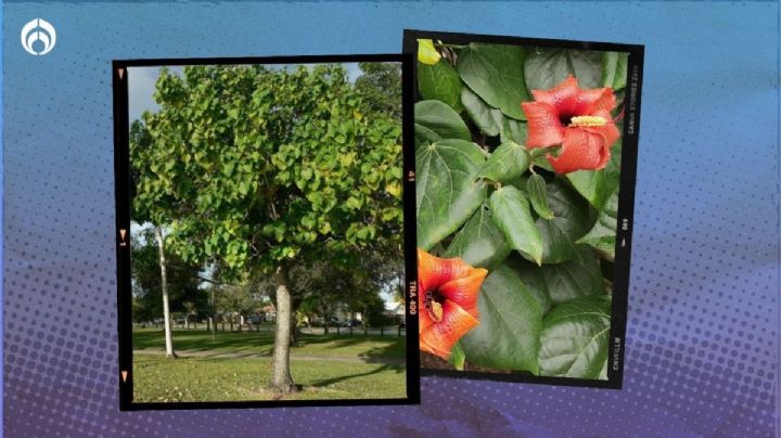 El árbol cubano con altura de hasta 25 metros, flores y hojas grandes que dan mucha sombra