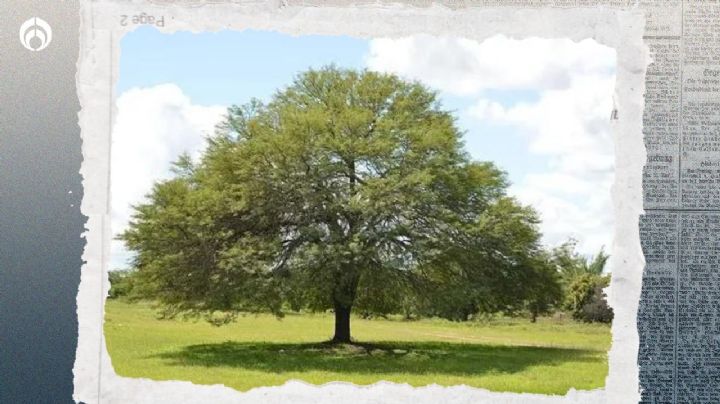 El árbol resistente a sequías, con altura de 18 metros, sin raíces invasoras ideal para sombra