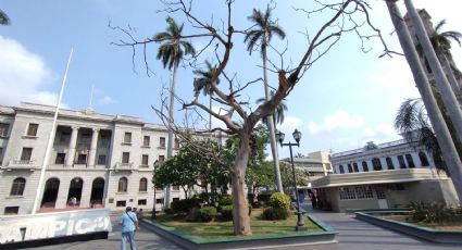 'El último suspiro': derribarán árbol centenario de Plaza de Armas en Tampico