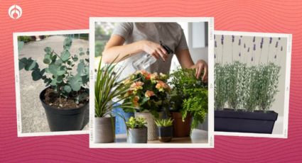 5 plantas que pueden estar dentro de la casa; perfumarán tu sala, cocina y habitación